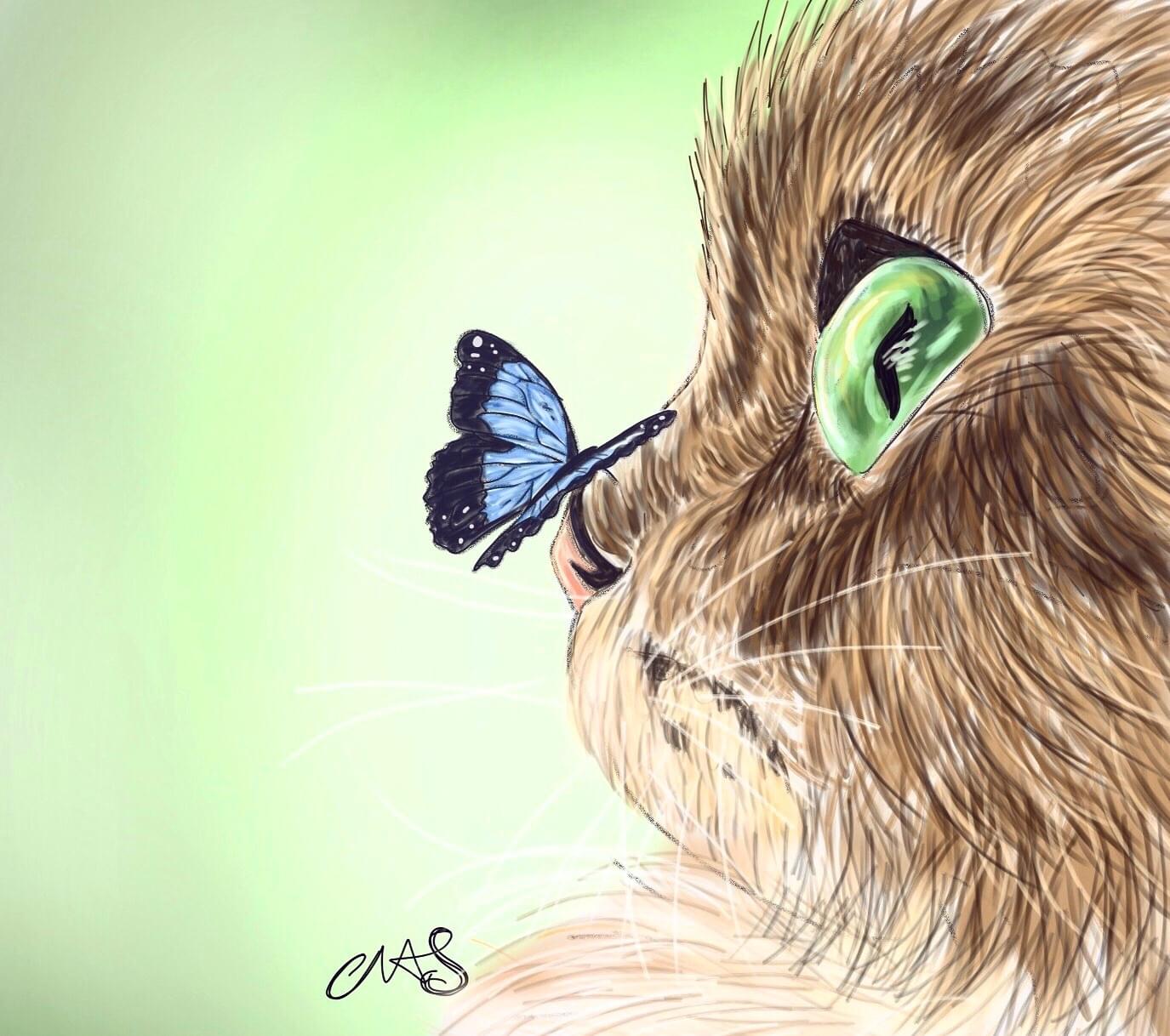 Butterfly Cat Butterfly Cat