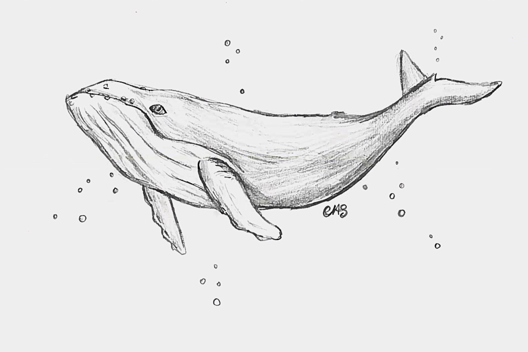 Whale Whale